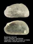 Image of Basterotia clancula Cosel 1995
