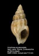 Image of Amphissa acutecostata (Philippi 1844)