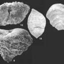Image of Textularia pseudosolita Zheng 1988