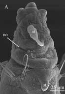 Sabidius antennatus Ranauro, Barroso, Paiva & Nogueira 2020的圖片