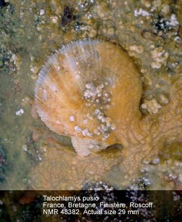 Talochlamys pusio (Linnaeus 1758) resmi