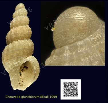 Sivun Chauvetia giunchiorum Micali 1999 kuva