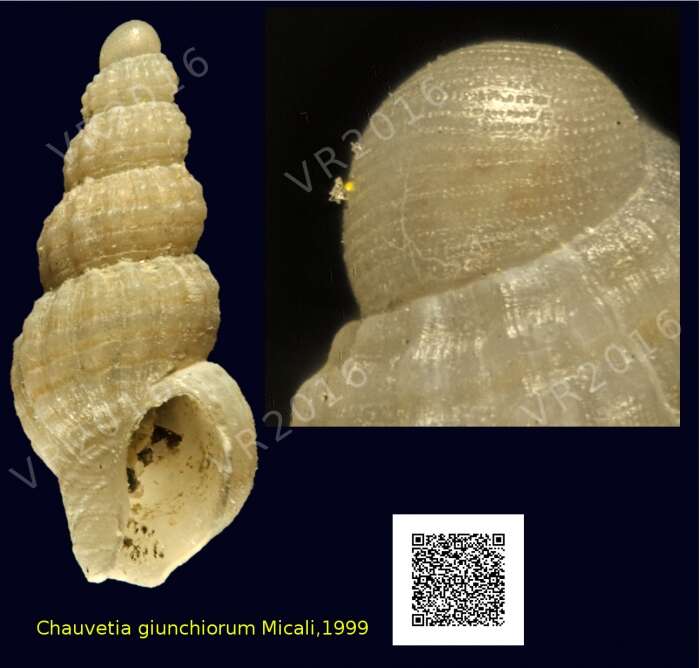 Image of Chauvetia giunchiorum Micali 1999