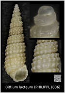 Image of Bittium Gray 1847