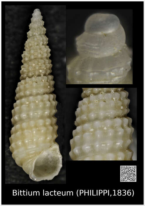 Image of Bittium Gray 1847