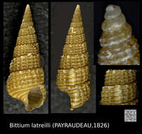 Image of Bittium latreillii (Payraudeau 1826)