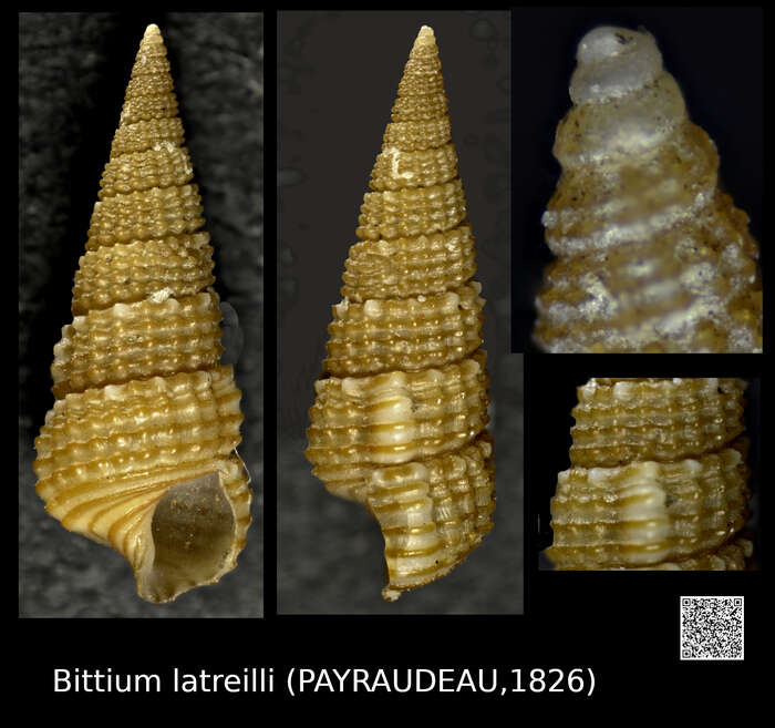 Sivun Bittium latreillii (Payraudeau 1826) kuva