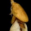Image of Anthosoma crassum (Abildgaard 1794)