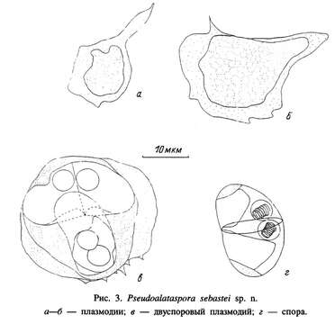 Sivun <i>Pseudoalataspora sebastei</i> kuva