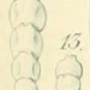 Image of Nodosaria pygmaea Ehrenberg 1872
