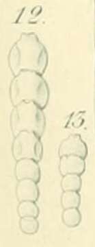 Image of Nodosaria pygmaea Ehrenberg 1872