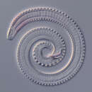 Image of Metadasynemella De Coninck 1942