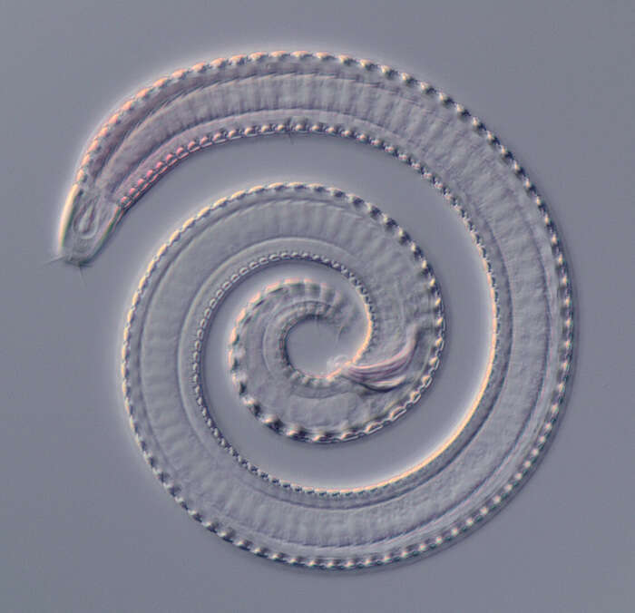 Image of Plectida