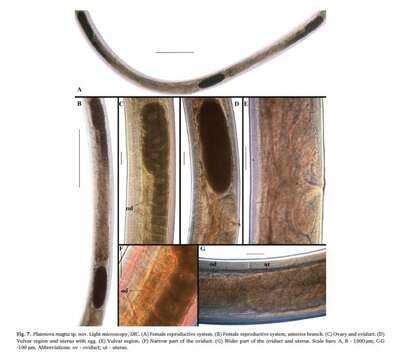 صورة Platonova Mordukhovich et al 2019