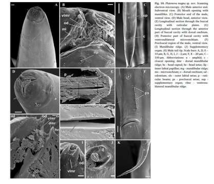 Image of Platonova Mordukhovich et al 2019