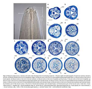 Image of Platonova Mordukhovich et al 2019