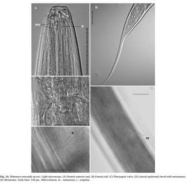 Sivun Platonova verecunda Mordukhovich et al 2019 kuva