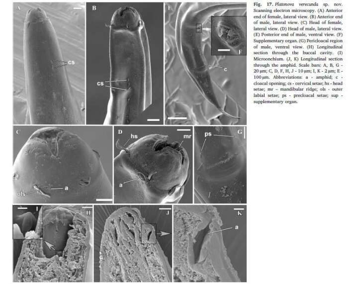 Imagem de Platonova verecunda Mordukhovich et al 2019