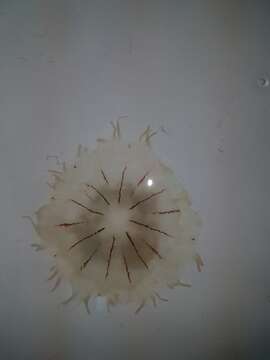 Image of False eyespot sea nettle