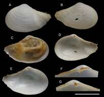 Image de Myonera atlasiana Utrilla, Rueda & Salas 2020