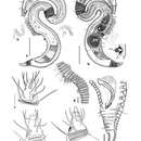 Image of Polkepsilonema arabicensis Datta & Rajmohana 2020