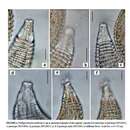 Sivun Polkepsilonema arabicensis Datta & Rajmohana 2020 kuva