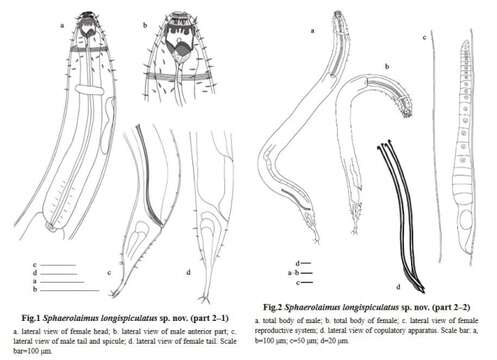 Image of Sphaerolaimus longispiculatus Yang & Liu
