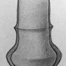 Image of Amplectella monocollaria (Laackmann 1910) Kofoid & Campbell 1929