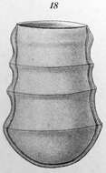 Image of Amplectella tricollaria (Laackmann 1910) Balech 1975