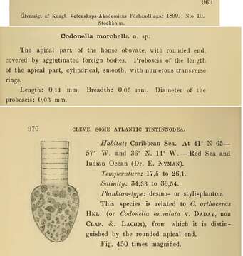 Image of Codonellopsis morchella