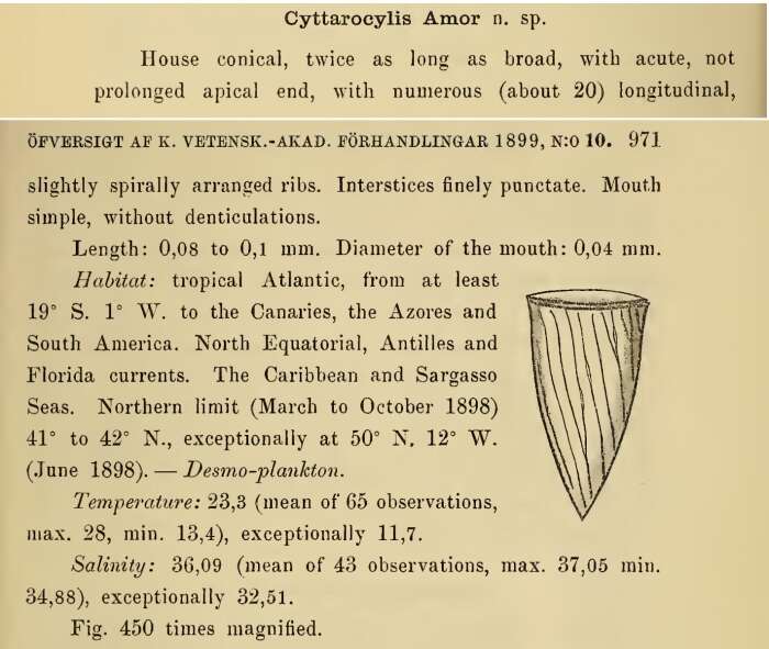 Слика од Rhabdonella amor (Cleve 1899) Brandt 1907