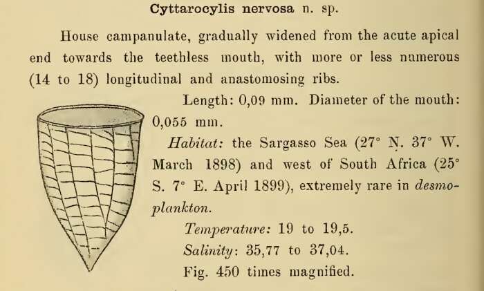 Imagem de Epicancella nervosa (Cleve 1900) Kofoid & Campbell 1939