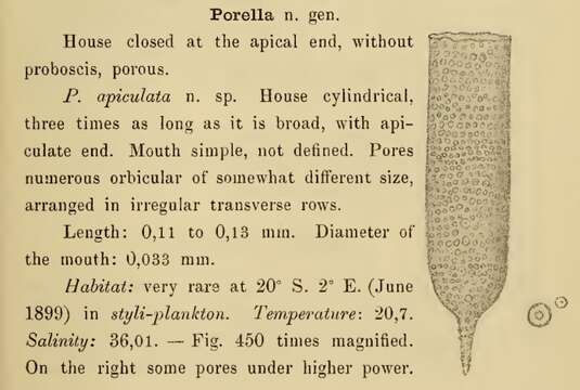 Image of Poroecus apiculatus (Cleve 1899) Cleve 1902