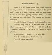 Image of Xystonellopsis heros (Cleve) Kofoid & Campbell 1929