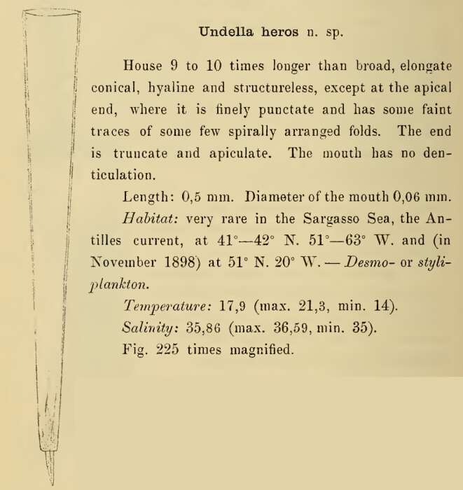 Image of Xystonellopsis heros (Cleve) Kofoid & Campbell 1929