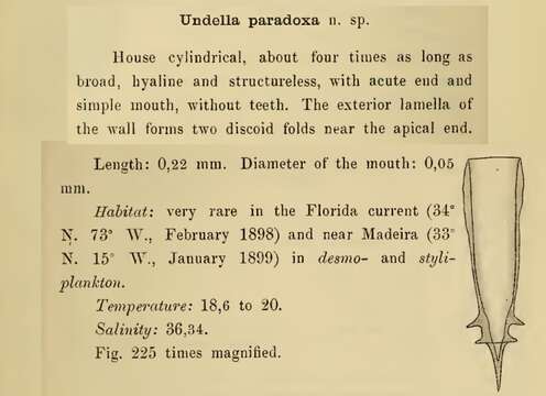 Image of Xystonellopsis paradoxa (Cleve 1899) Jörgensen 1924