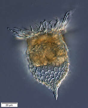 Imagem de Epiplocylis acuminata