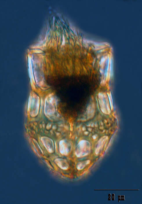 Image of Dictyocystidae