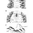 Image of Aricidea (Acmira) anusakdii Plathong, Hernández-Alcántara, Harris & Plathong 2020