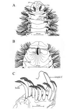 Image de Aricidea (Acmira) anusakdii Plathong, Hernández-Alcántara, Harris & Plathong 2020