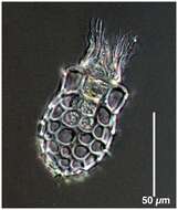 Image of Dictyocysta mitra Haeckel 1873