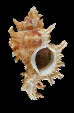 Image of Chicoreus peledi Vokes 1978