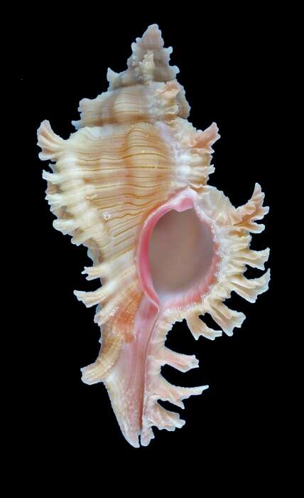 Image of Chicoreus ryukyuensis Shikama 1978