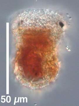 Image of Tintinnopsis compressa Daday 1887