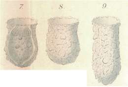 Image of Tintinnopsis compressa Daday 1887