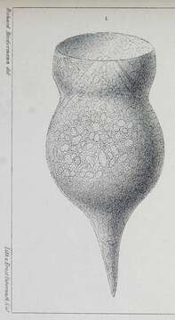 Слика од Codonella amphorella