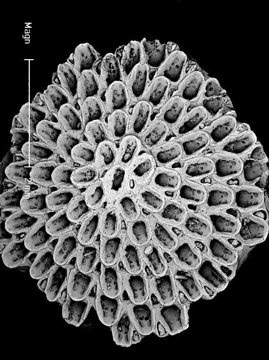 Image of Discoradius rutella (Tenison Woods 1880)