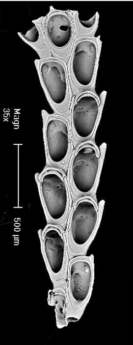 Image of Bugulopsis monotrypa (Busk 1852)