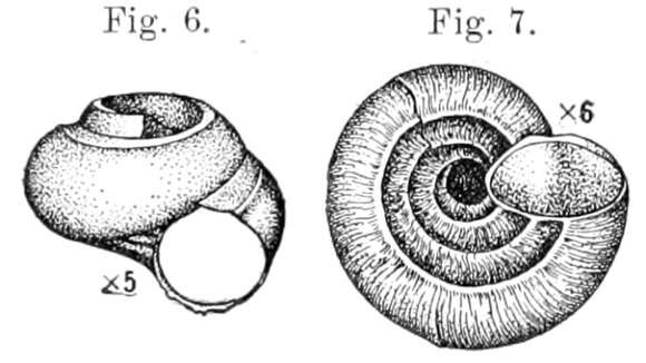 Image de Moelleriopsis Bush 1897