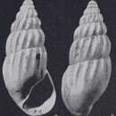 Image de Rissoina clavula dudariensis Strausz 1966